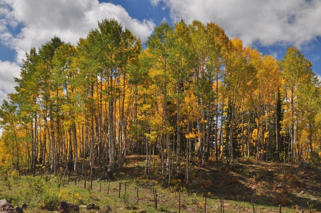 Aspens line the 121 into the Grand Mesa Natl Forest